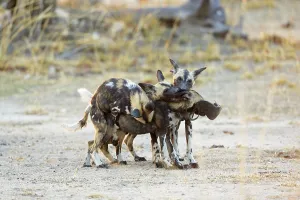 African wild dogs (Lycaon pictus)