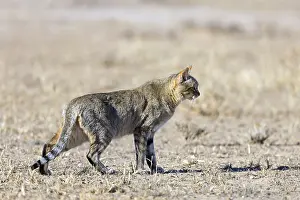 African wildcat, African wildcat