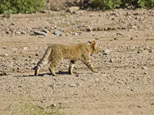 African Wildcat (Felis silvestris lybica)