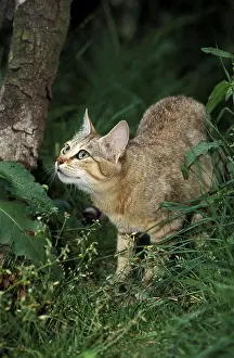 AFRICAN WILDCAT (felis silvestris lybica)