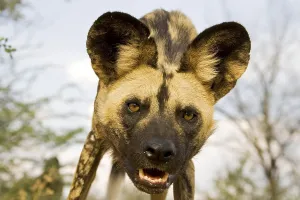 African wilddog (Lycaon pictus), Namibia, Africa