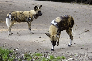 Two African Wilddogs Lycaon pictus