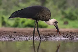 African woolly-necked stork (Ciconia microscelis)