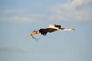 African Yellow-billed Stork (Mycteria ibis) Yellow-billed Stork