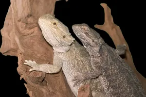 Agamen Bartagame Pogona Vitticeps