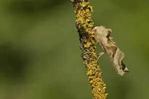 Agate Owl, angle shades (Phlogophora meticulosa)