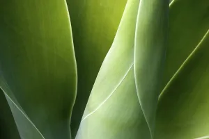 Agave (Agave attenuata), La Palma
