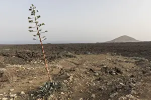 Agaves (Agave) in the lava field and view of the volcano Montana de Tenesara
