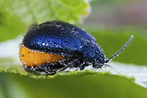 Agelastica alni (Agelastica alni)