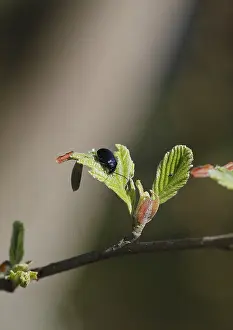 Agelastica alni (Agelastica alni)