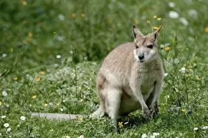Agile agile wallaby (Macropus agilis)