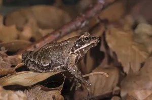 Agile Frog Rana dalmatina