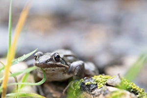 Agile frog (Rana dalmatina), sitting in the grass
