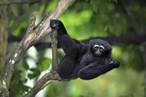 Agile Gibbon (Hylobates agilis)