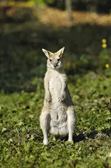 Agile Wallaby or Sandy Wallaby (Macropus agilis)