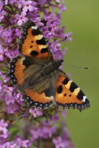 Aglais urticae