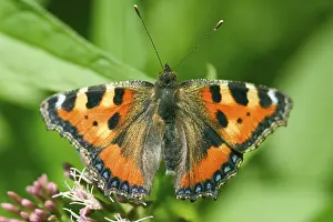 Aglais urticae
