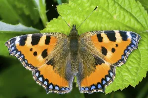 Aglais urticea