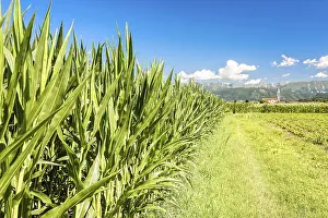 Agricultural landscape. Field of corn