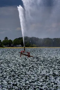 Agriculture, artificial irrigation of a field