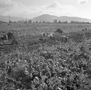 Agriculture, ca. 1955, around Freiburg
