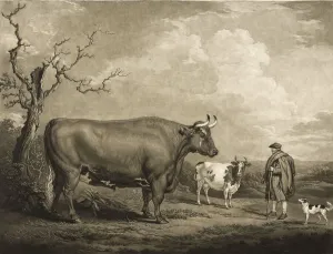 Agriculture, Cattle breeding, Spottiswoode Ox
