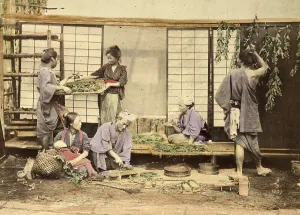 Agriculture, Collecting and cutting the mulberry leaves for silkworm breeding