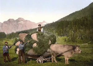 Agriculture, Farmers harvesting hay with an oxcart
