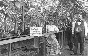 Agriculture, greenhouse for cucumbers