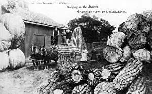 Agriculture, huge corn cobs, cabbage and pumpkins