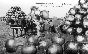 Agriculture, huge onions, 1900s