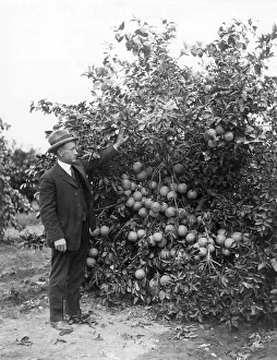 Agriculture, man examines an orange tree