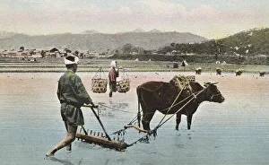 Agriculture, preparing rice paddies