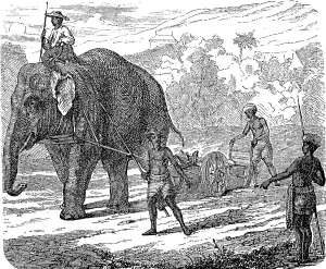 Agriculture, tillage in India, ploughing with an elephant