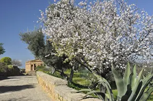 Agrigento is world famous for its Valley of the Temples