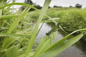 Agrion splendens, banded demoiselles (Calopteryx splendens)