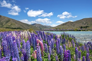 Category Mountain Landscapes Prints: Ahuriri River, purple flowering Large-leaved lupin (Lupinus polyphyllus)
