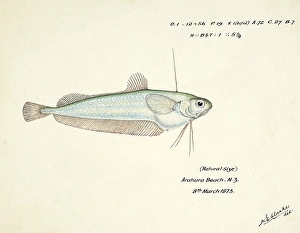 Ahuru, a species of cod, Auchenoceros punctatus, the Ahuru, fish, reproduction of an original, by Frank Edward Clarke (b. 1849, d. 1899), ichthyologist and scientific draughtsman