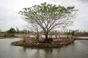 Category Historic EN Prints: Aila cyclone in Sunderban, West bengal, India 2009