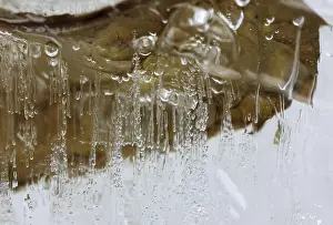 Air bubbles in the ice, winter time, Germany