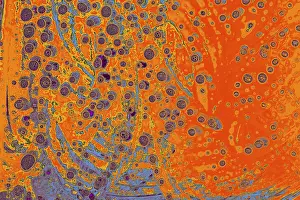 Category Historic EN Prints: Air bubbles inside water base form patterns