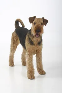 Airedale Terrier
