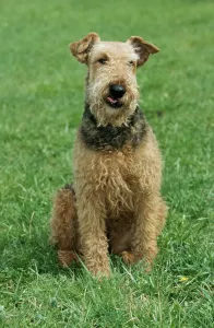Airedale Terrier