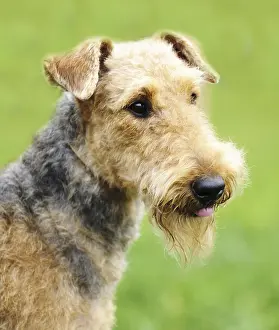 Airedale Terrier outdoors portrait over blurry background