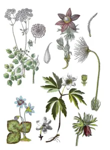 Akeleiblaettrige Wiesenraute also Amstelraute