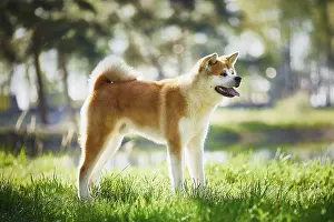 Akita Inu dog on a walk in the park
