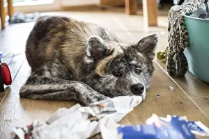 Akita inu with gray fur relaxing on the ground after playing with cardboard and paper inside during daylight