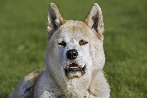 Akita Inu, Japanese Akita, Akita-ken (Canis lupus familiaris) in garden