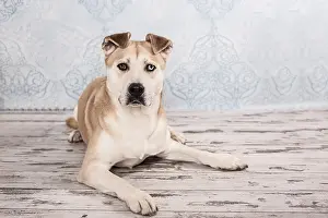 Akita Inu mixed-breed dog, lying