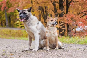 Akita and Shiba for a walk in the park